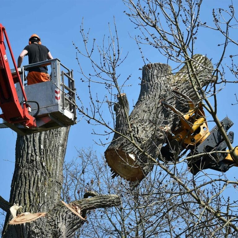 Die Fällung eines Baumes ist nicht nur technisch, sondern auch rechtlich geregelt. In vielen Regionen sind strenge Vorschriften zu beachten und eine Genehmigung erforderlich.