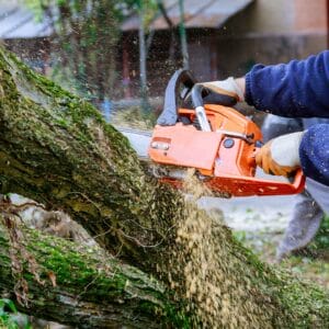 Baumfällung im privaten Garten: Tipps und Tricks