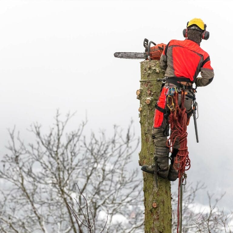 Baumfällungen gehören zu den gefährlichsten Arbeiten in der Baumpflege und können schwerwiegende Verletzungen oder Schäden verursachen.